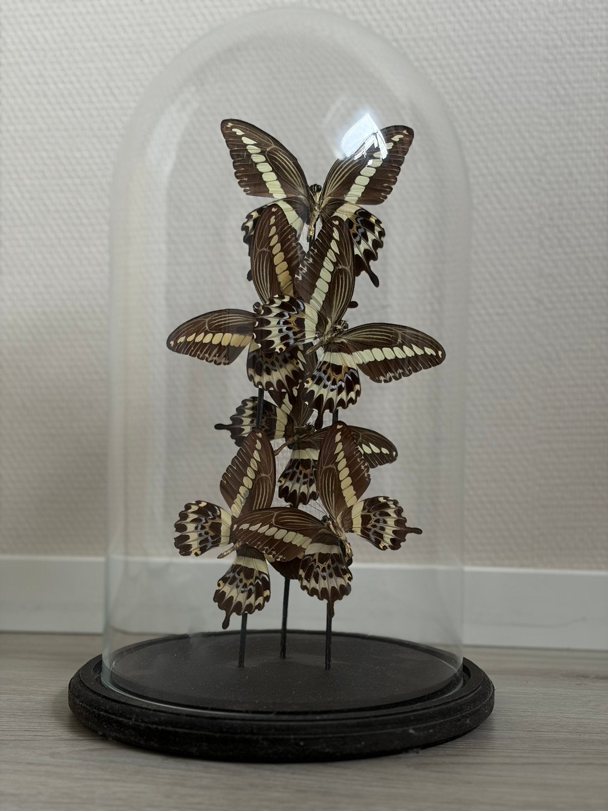 Prachtige grote vlinderstolp, Glas, Ophalen, Gebruikt, Inclusief decoratie