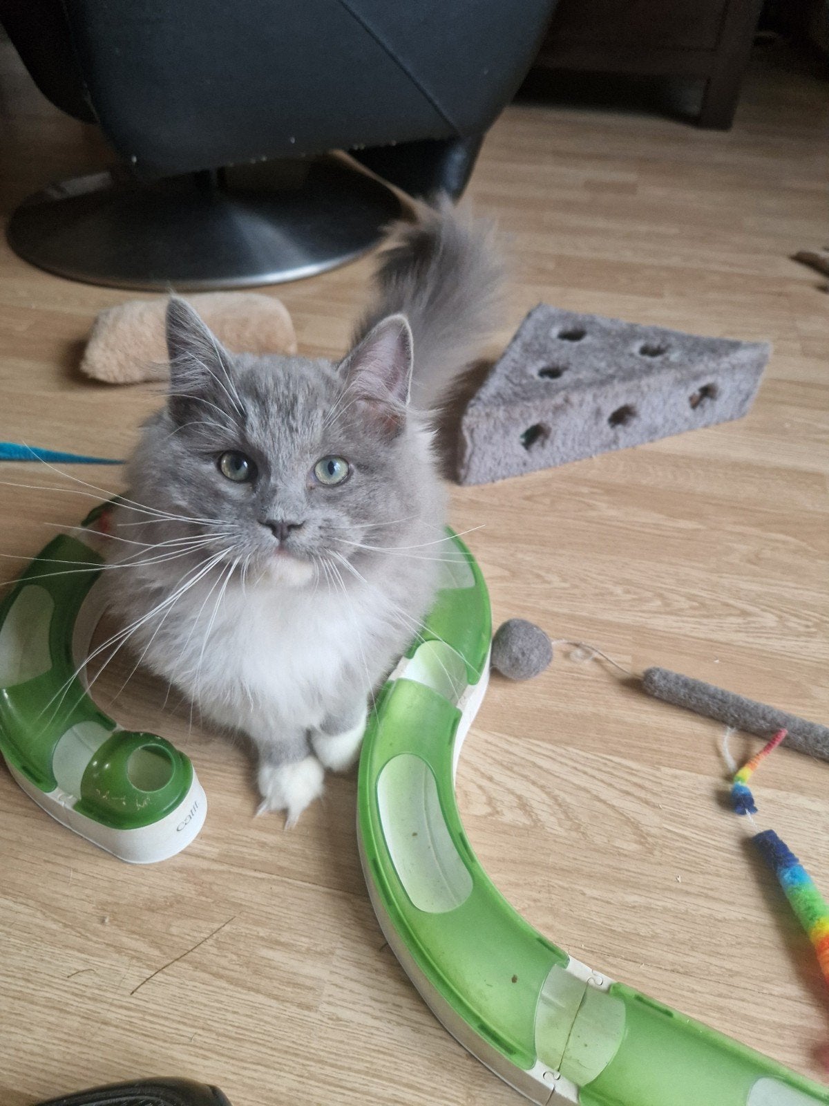 ragdoll kitten mag direct mee, stamboom &  geteste  ouder, Meerdere dieren, Met stamboom, 0 tot 2 jaar