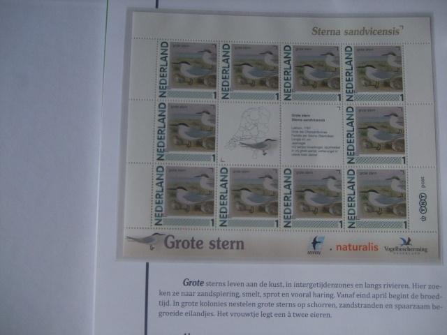 Prachtig vel vogels Groote Stern, Verzenden, Dier of Natuur