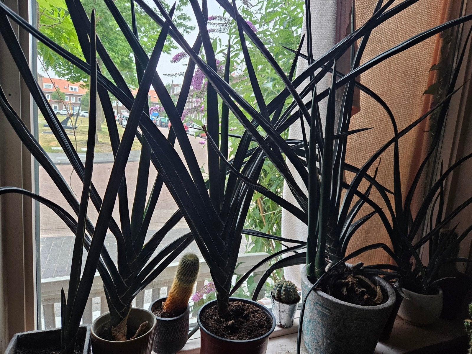 Stekken sanseveria soort, Huis en Inrichting, Kamerplanten, Ophalen, Volle zon, Minder dan 100 cm