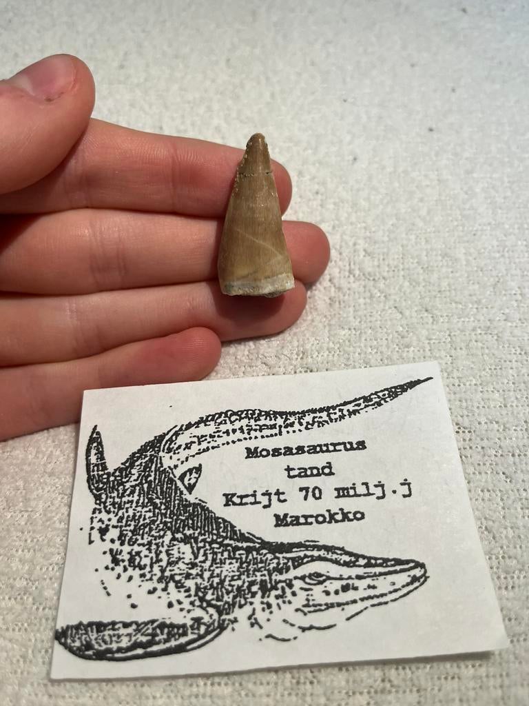 Mosasaurus tand, Verzamelen, Mineralen en Fossielen, Ophalen of Verzenden, Fossiel