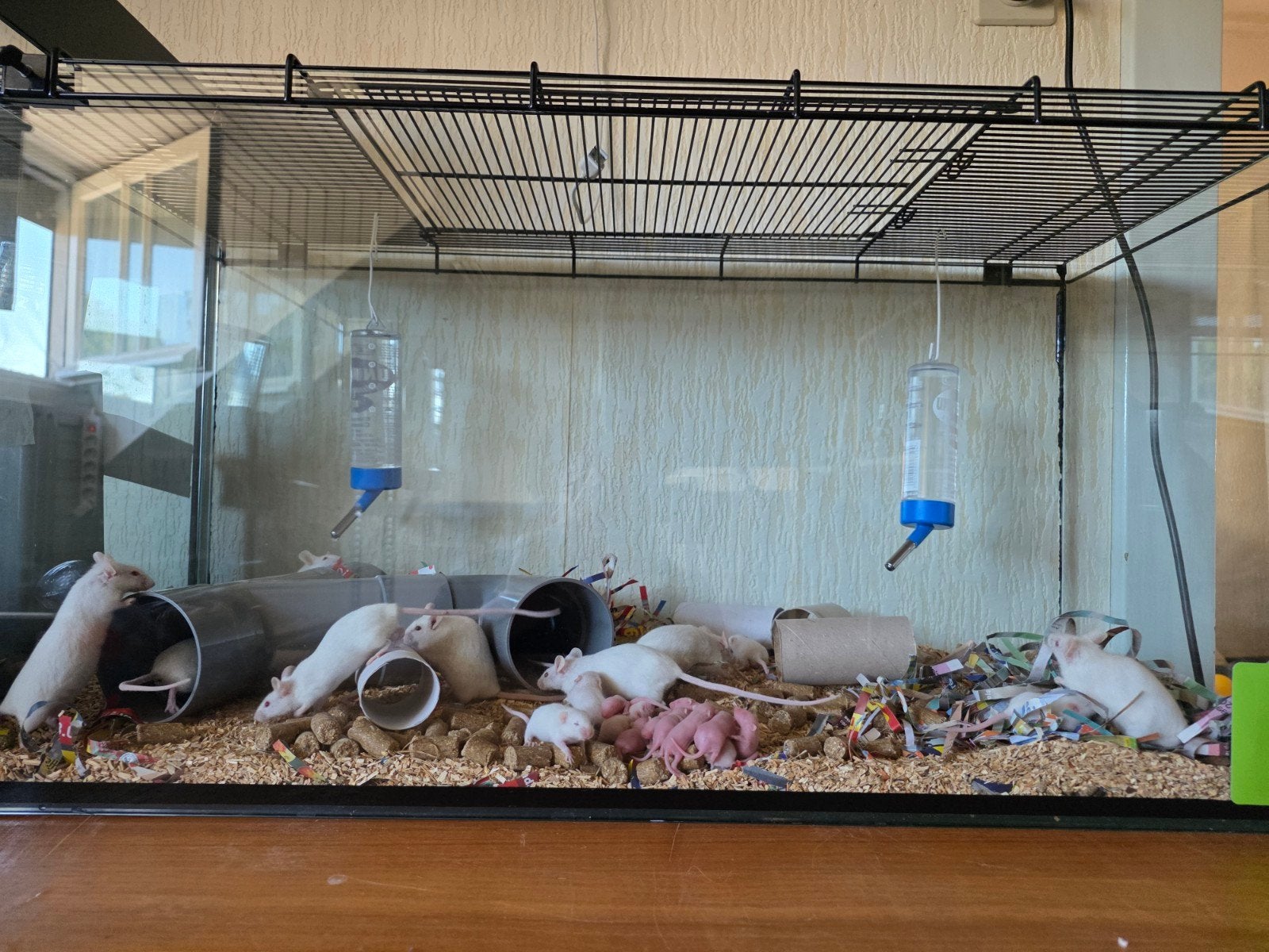 Voermuizen kolonie + bak + toebehoren. 1man&9vrouw  +50 baby, Augustus, Muis, Meerdere dieren, Tam