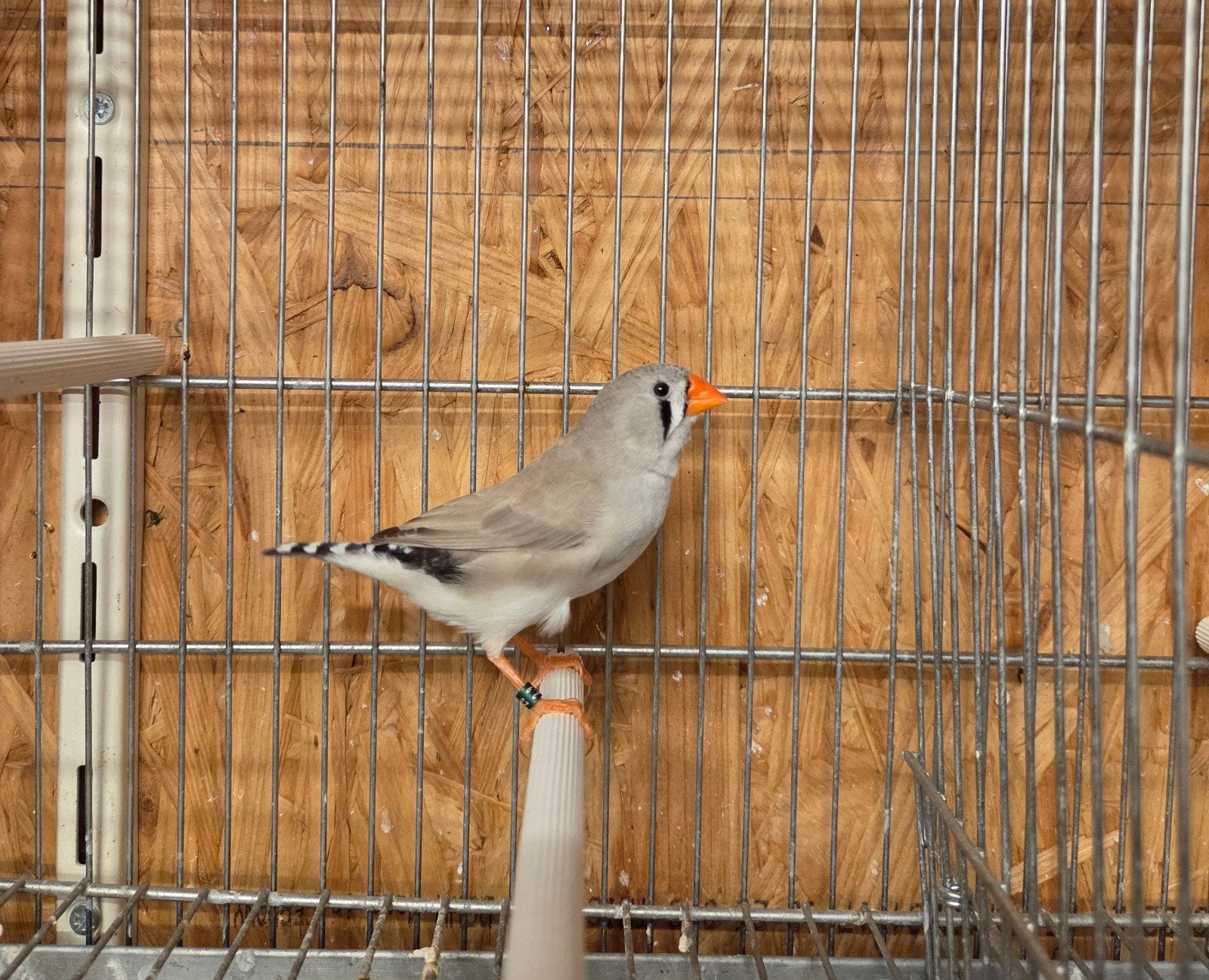 RUILEN zebravink pop, Vrouwelijk, Tropenvogel, Geringd