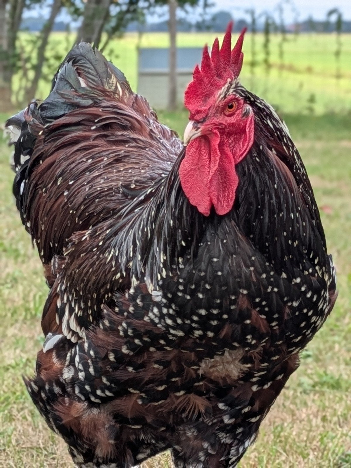 prachtige grote en aardige Sussex haan, Dieren en Toebehoren, Pluimvee, Mannelijk, Kip