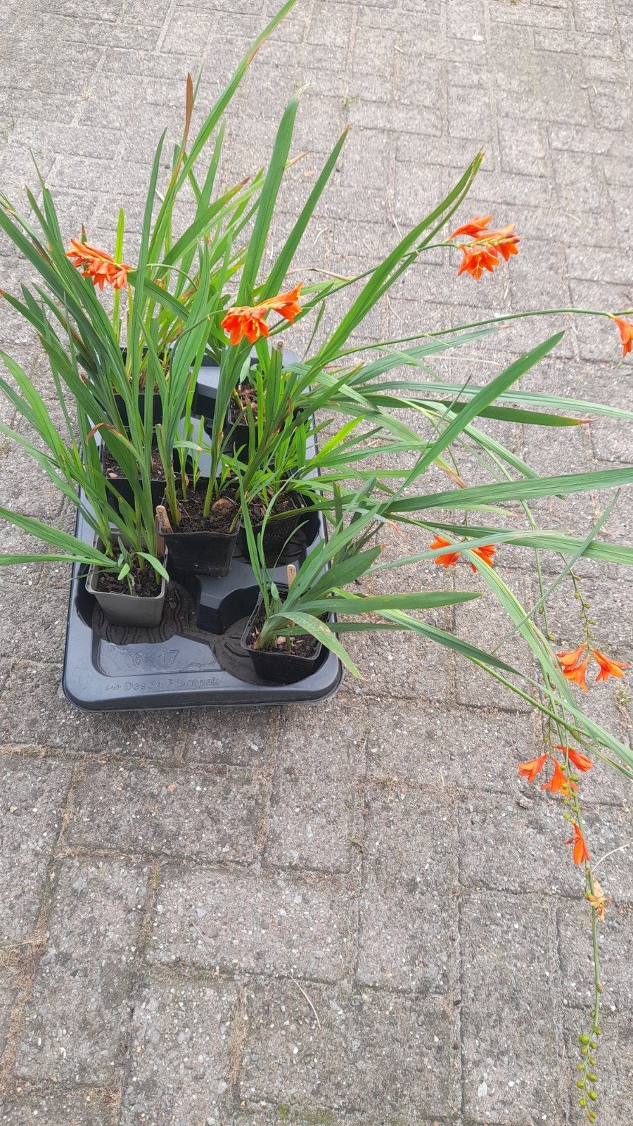 Crocosmia, Volle zon, Vaste plant, Zomer, Ophalen