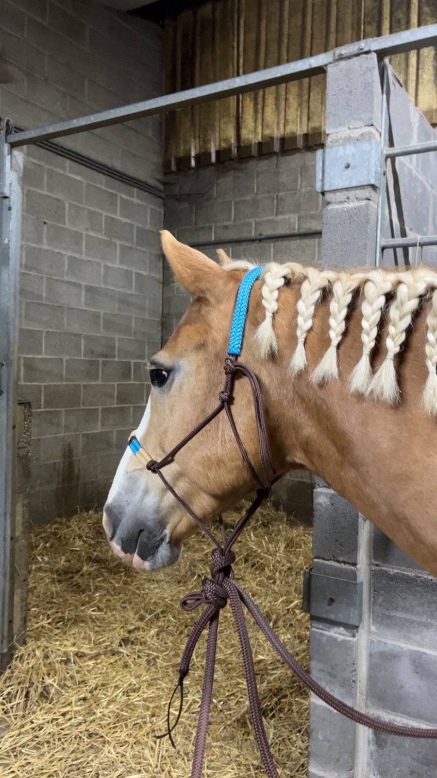 Natural Hackamore | Cob, Dieren en Toebehoren, Hoofdstel, Overige disciplines, Bruin, Nieuw