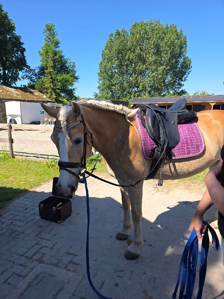 Lieve knappe eigenwijze haflinger te koop, Dieren en Toebehoren, Paarden, Merrie, Minder dan 160 cm, Niet van toepassing, 7 tot 10 jaar