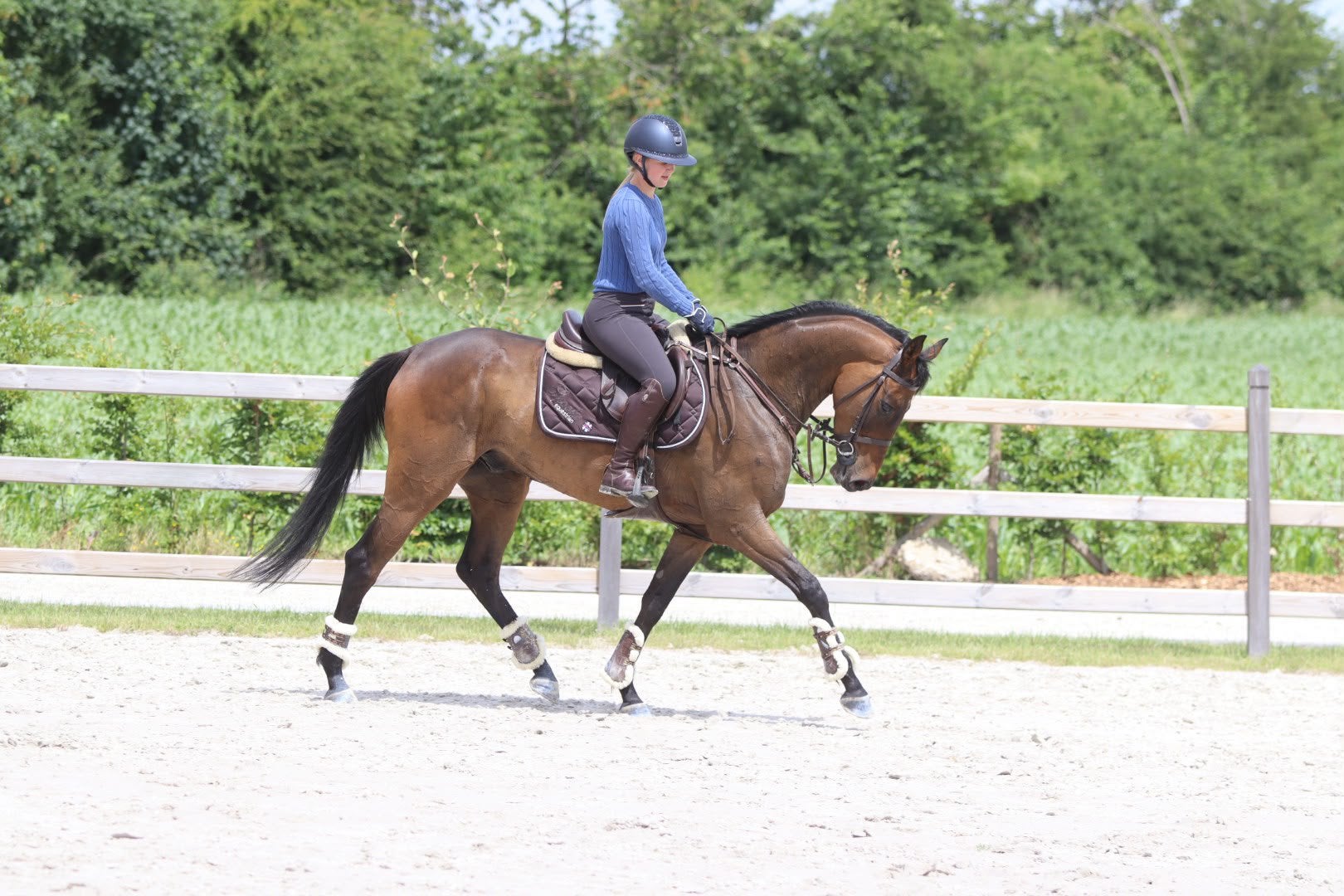 knappe 6-jarige ruin springt met veel vermogen en techniek., Dieren en Toebehoren, Paarden, Met stamboom, Ruin, Zadelmak, 3 tot 6 jaar
