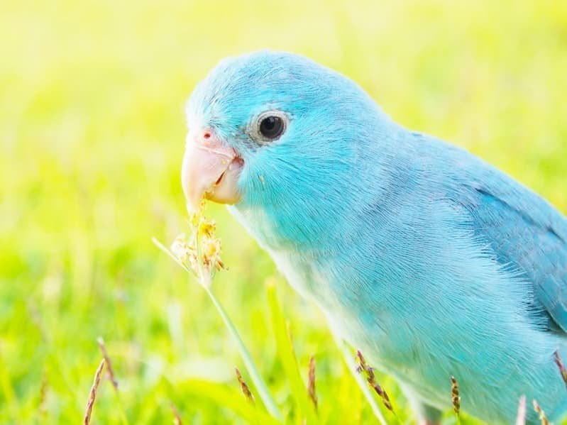 tamme forpus gezocht, Dieren en Toebehoren, Vogels | Parkieten en Papegaaien, Mannelijk, Parkiet