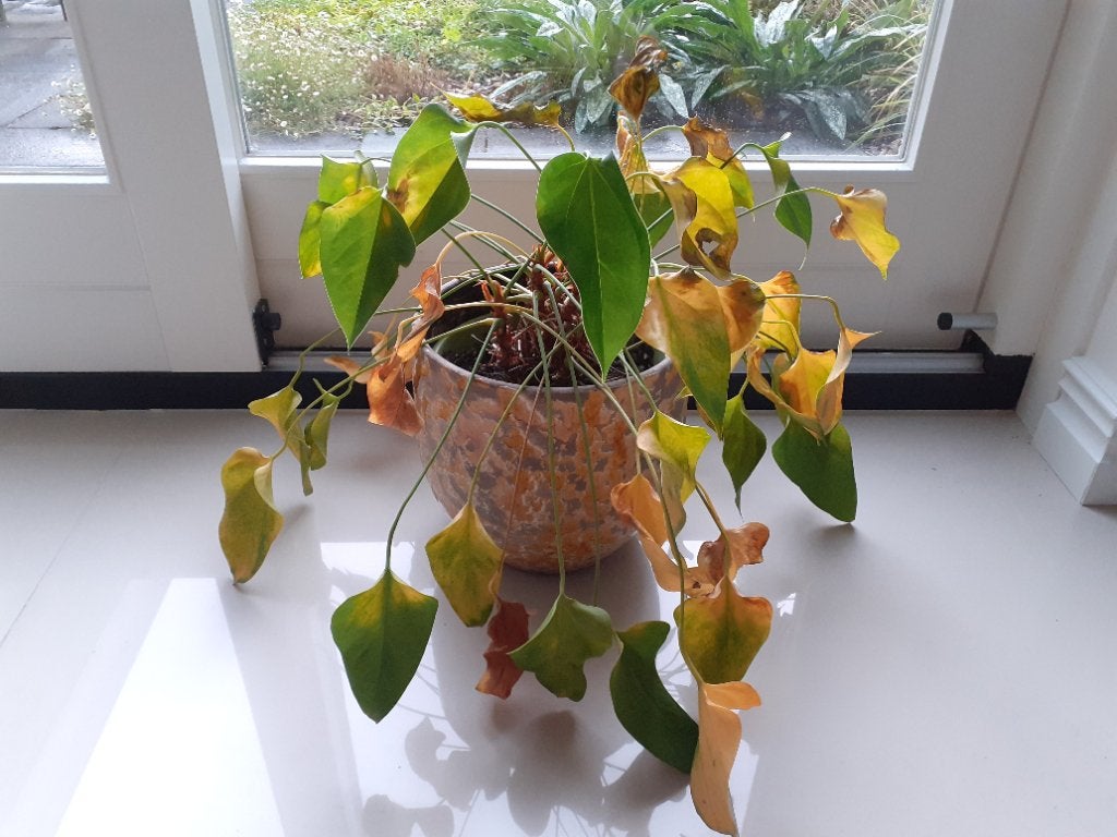 Gratis* flamingoplant / kamerplant zonder pot, Huis en Inrichting, Kamerplanten, Ophalen, Overige soorten, Halfschaduw, Minder dan 100 cm