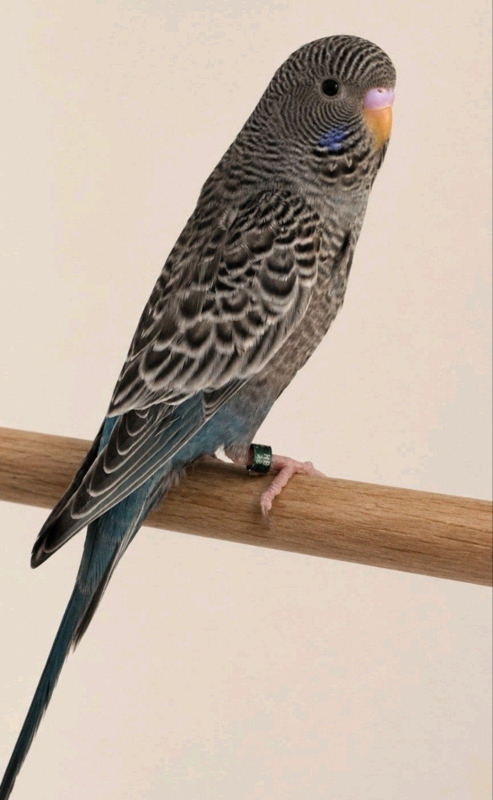 Blackface split blackwing man, Dieren en Toebehoren, Mannelijk, Parkiet, Geringd