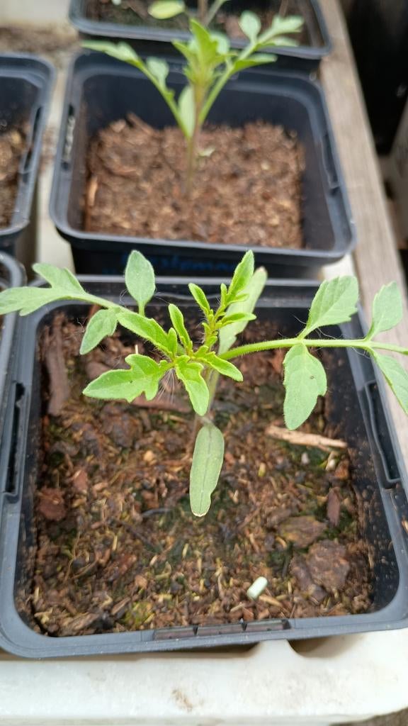 Trostomaat "Intense Red" - Biologisch gekweekt, Ophalen, Volle zon, Groenteplanten, Eenjarig