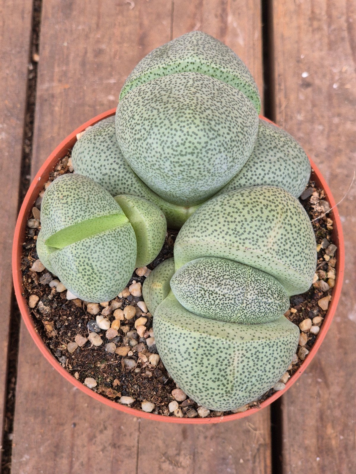 Pleiospillos Nelii p8, Ophalen of Verzenden, Halfschaduw, Minder dan 100 cm