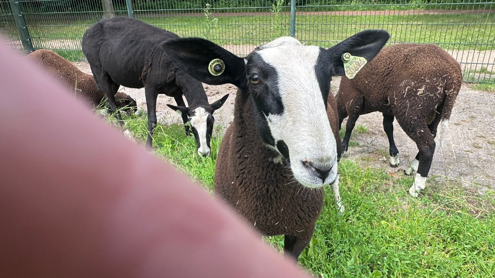 ramlam zwartbles zwoegervrij ARR/ARR nierfalenvrij Q koorts, Dieren en Toebehoren, Schapen, Geiten en Varkens, Mannelijk, Schaap