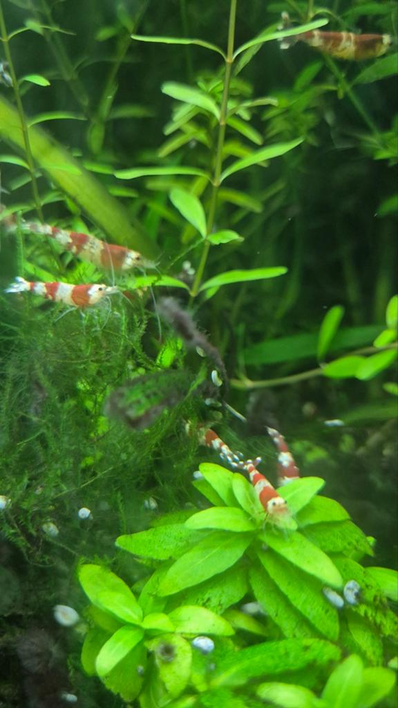 Crystal red garnalen, Dieren en Toebehoren, Kreeft, Krab of Garnaal
