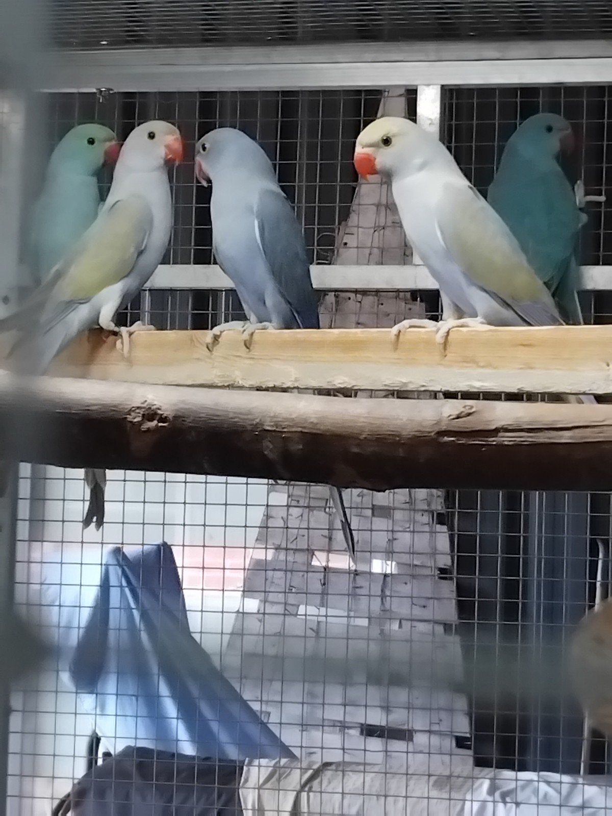 Halsband parkieten  5 stuks, Meerdere dieren, Parkiet, Geringd