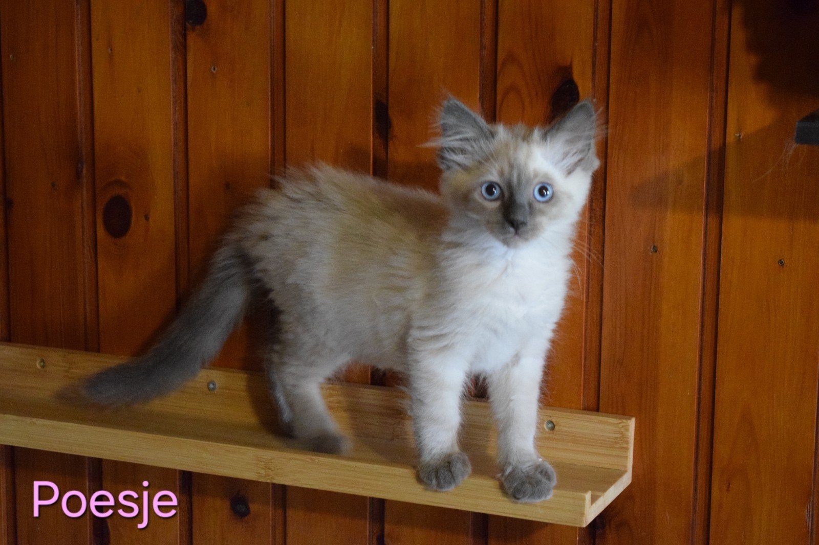 Ragdoll kittens mogen verhuizen, Meerdere dieren, 0 tot 2 jaar