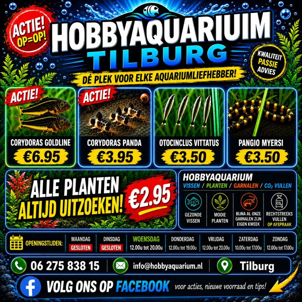 Hobbyaqaurium  aktie & overzicht Zondag 6 september 12/17uur, Dieren en Toebehoren, Vis, Zoetwatervis, Schoolvis