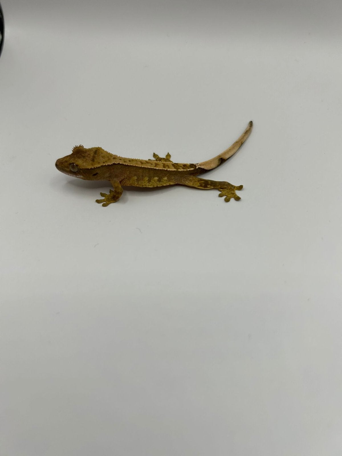 Wimpergekko red harlequin 0.0.1 Crested Gecko - female for sale from milan
