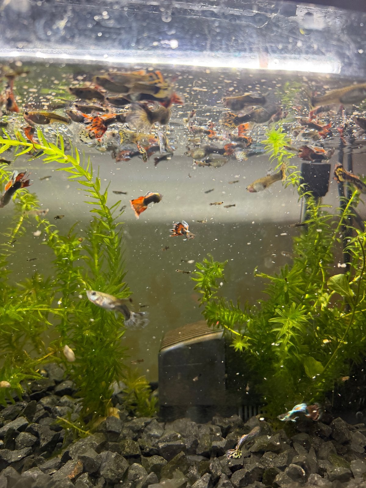 Guppy’s