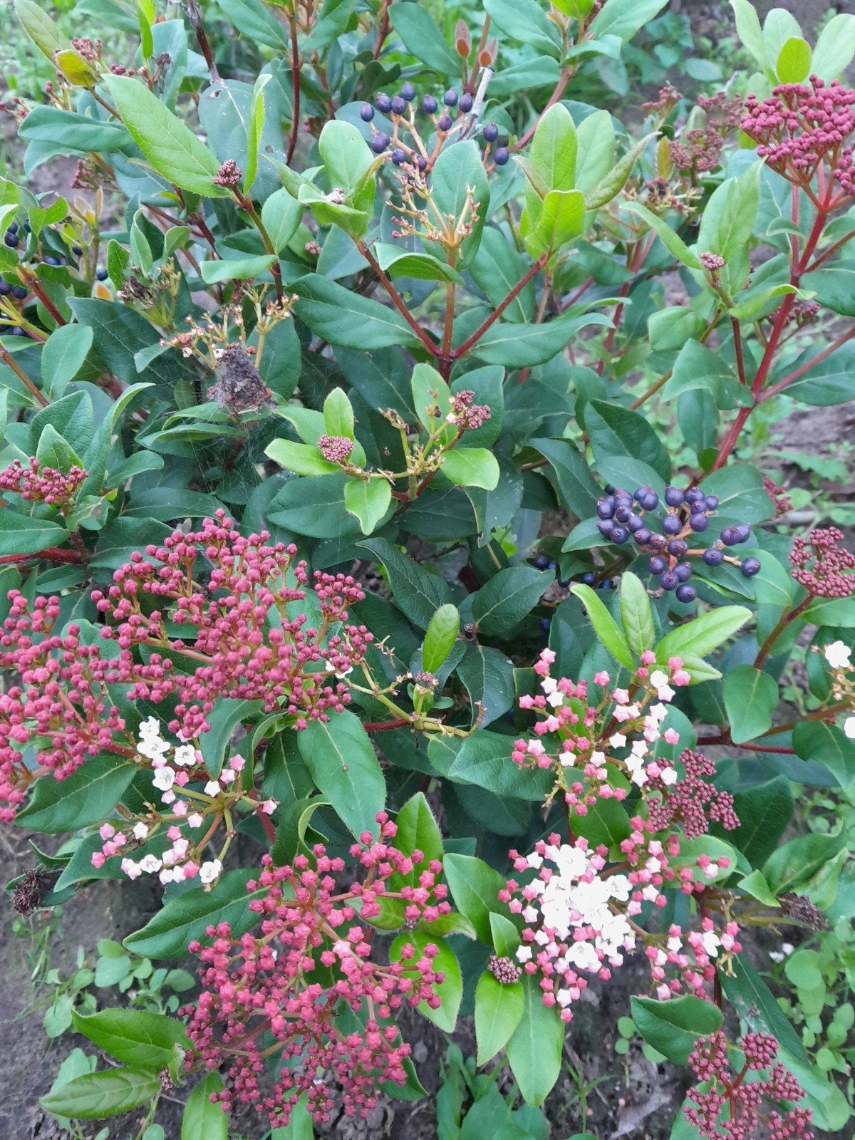Viburnum Tinus - Sneeuwbal met prachtige bloemen en bessen, Tuin en Terras, Ophalen of Verzenden
