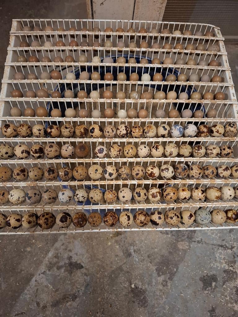 Broedeieren van chinese en japanse kwartels, Dieren en Toebehoren, Pluimvee, Meerdere dieren, Overige soorten