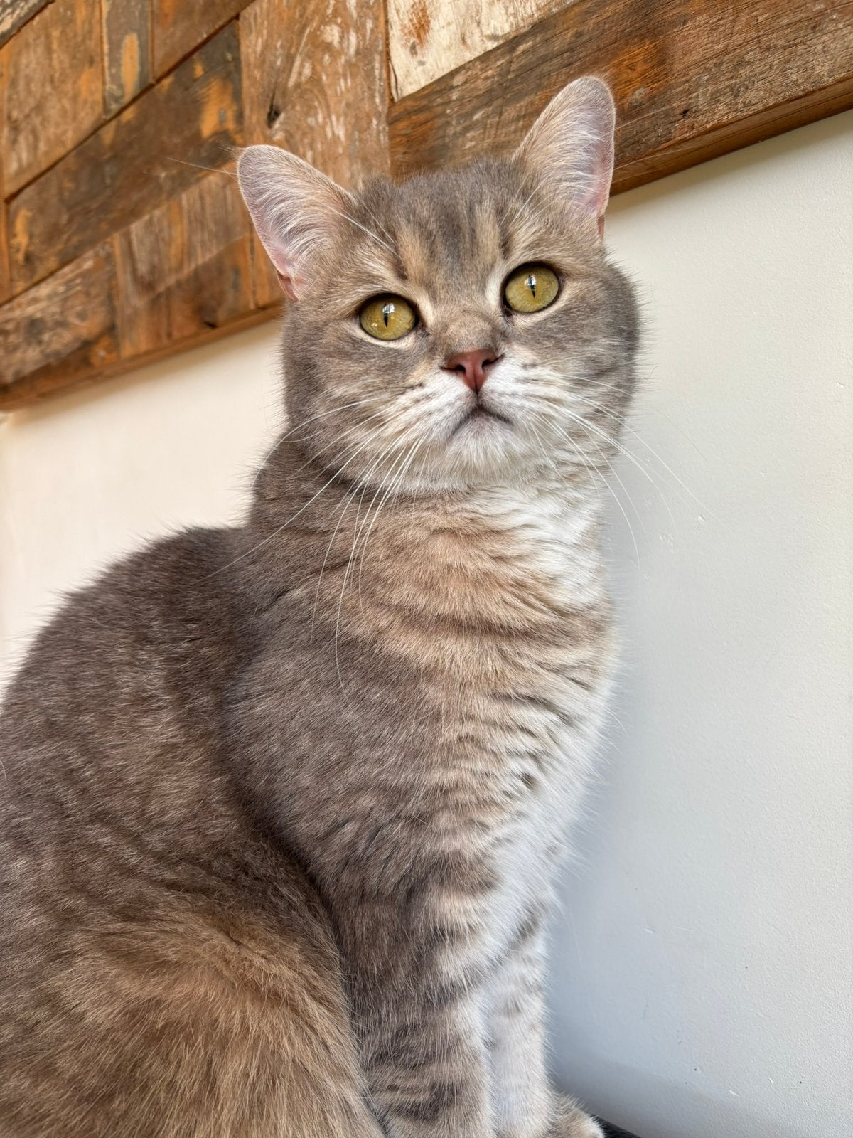 Britse korthaar, Dieren en Toebehoren, Katten en Kittens | Dekkaters, 3 tot 5 jaar