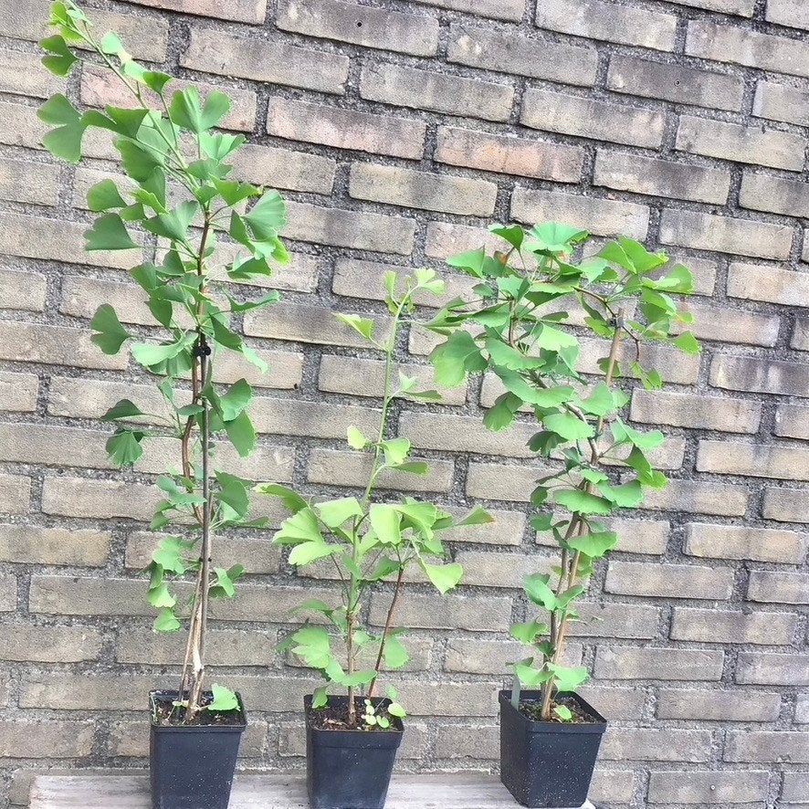 enkele GINKGO BILOBA Mariken stekken, Overige soorten, Vaste plant, Ophalen of Verzenden, Bloeit niet