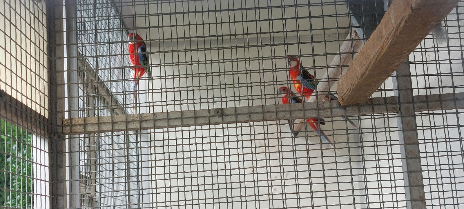 3 mooie jonge Rosella's