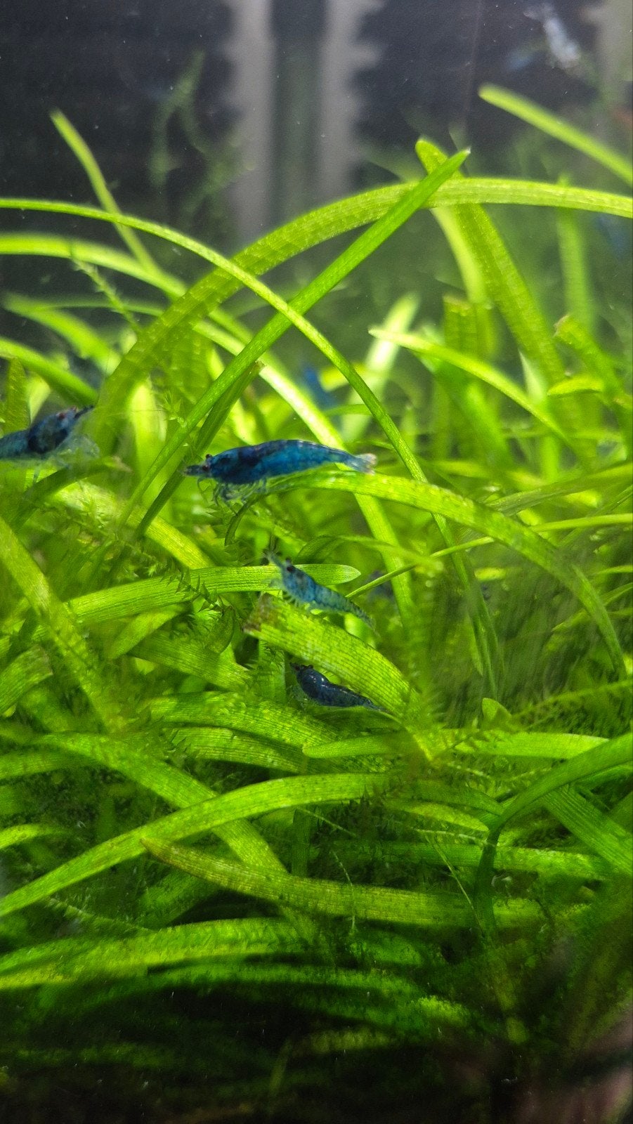 neocaridina garnalen blue, Dieren en Toebehoren, Kreeft, Krab of Garnaal, Zoetwatervis