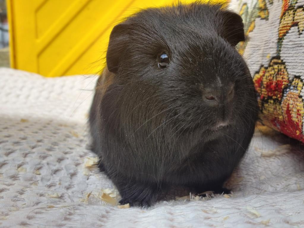 Cavia beertje (jong), December, Mannelijk, Cavia