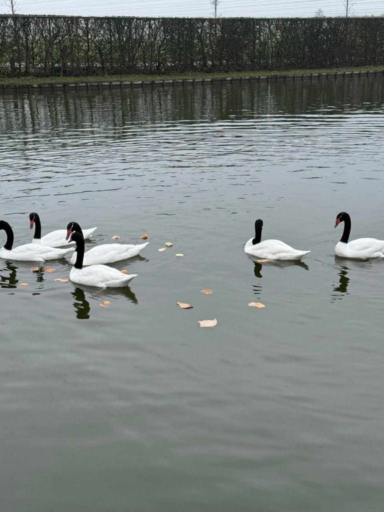 zwarthalszwaan, Dieren en Toebehoren, Pluimvee, Vrouwelijk, Gans of Zwaan