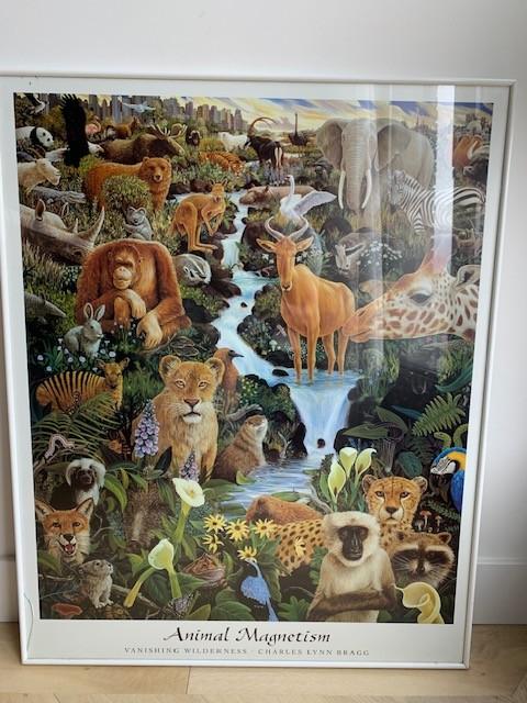Grote wildlife poster in witte lijst – Animal Magnetism, Ophalen, Gebruikt