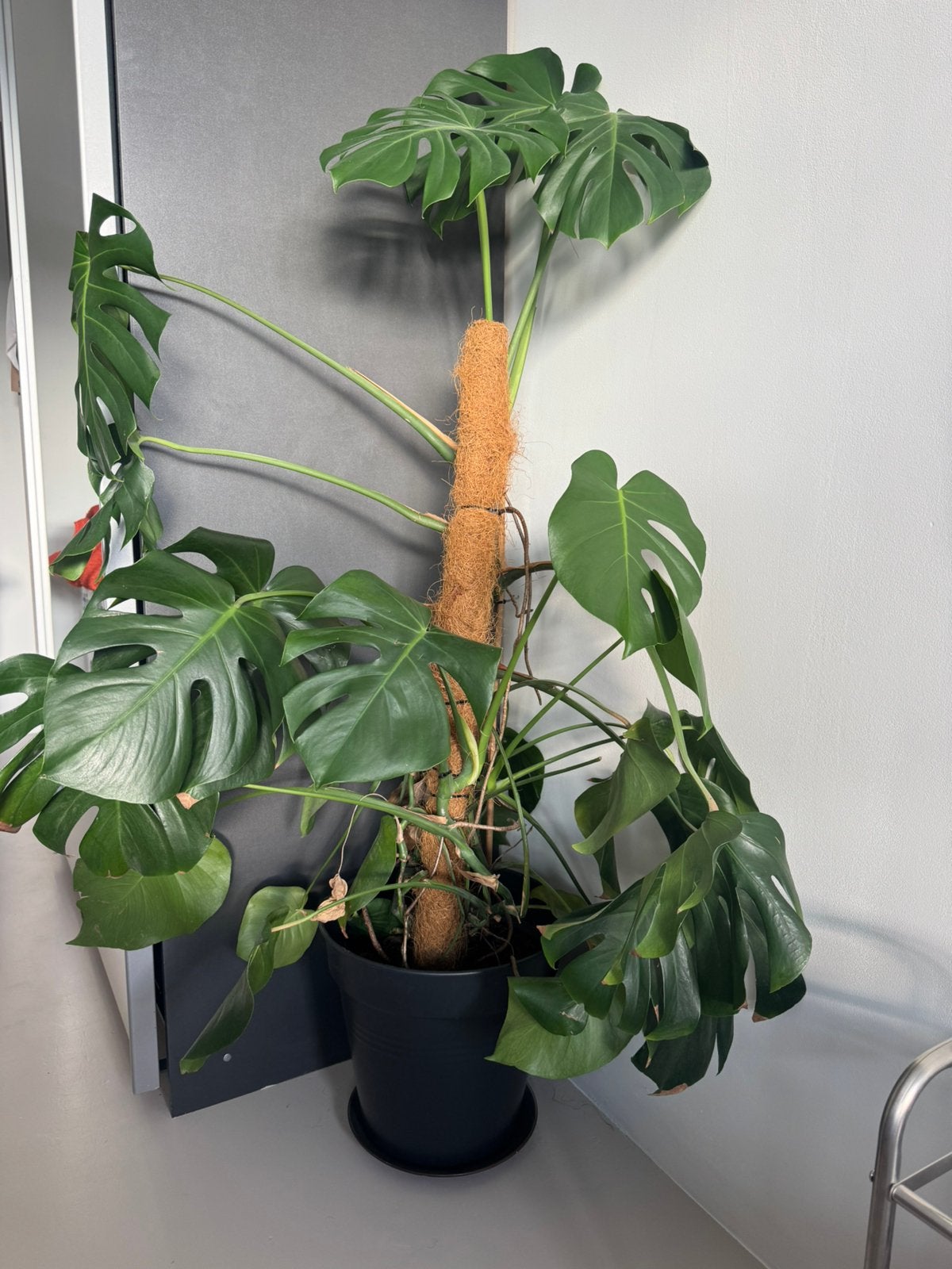Monstera plant, Huis en Inrichting, Ophalen, In pot, Halfschaduw