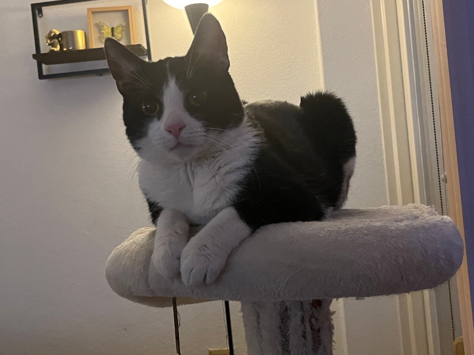 binkie, Dieren en Toebehoren, Kater, 3 tot 5 jaar