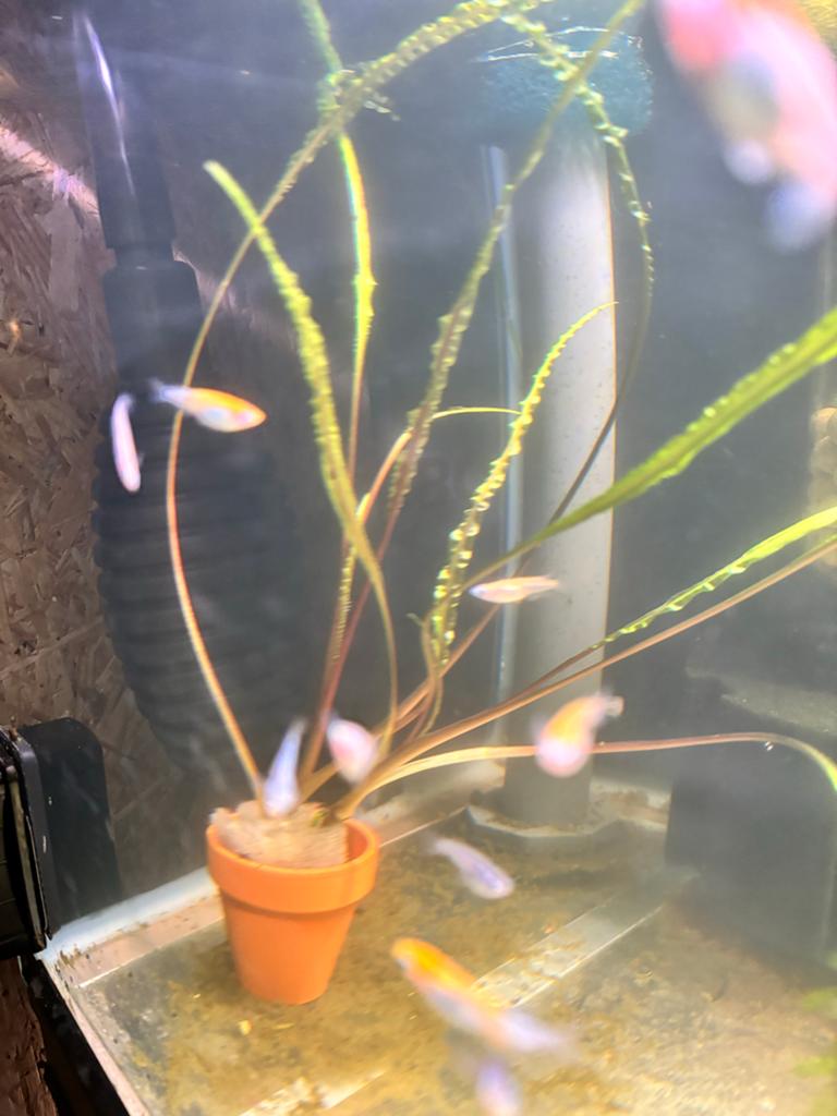 Cryptocoryne Balansae, Dieren en Toebehoren, Vis