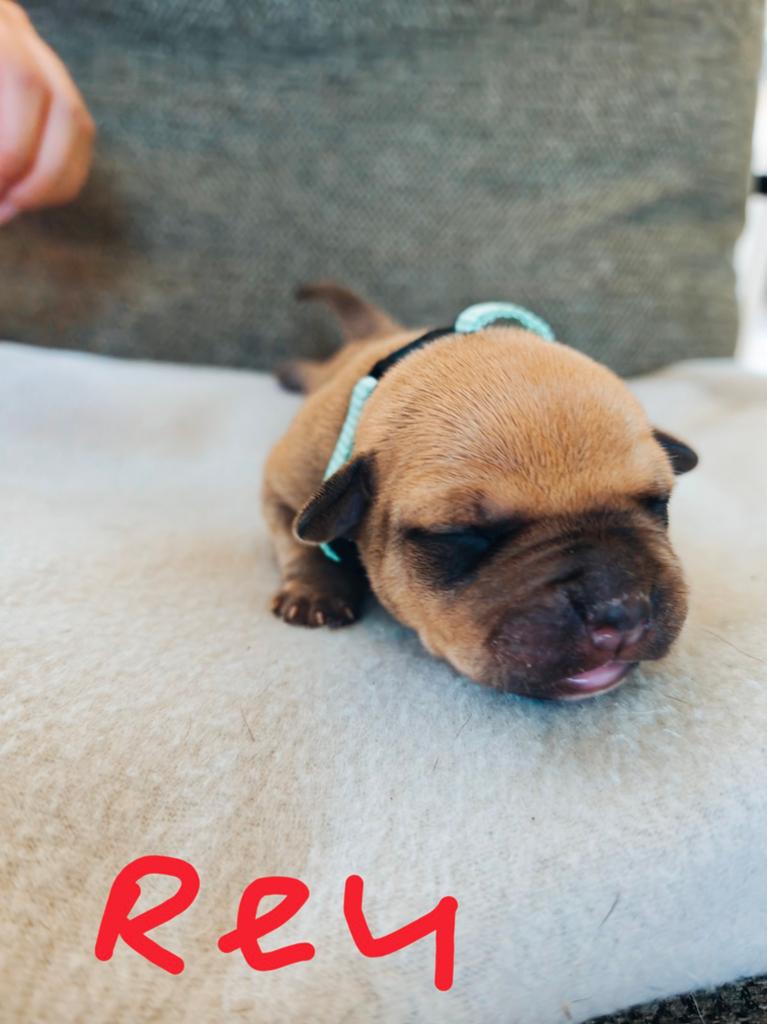 Pocket bully/ standaard bully pups, Dieren en Toebehoren, 8 tot 15 weken, Bulldog, Meerdere, Meerdere dieren