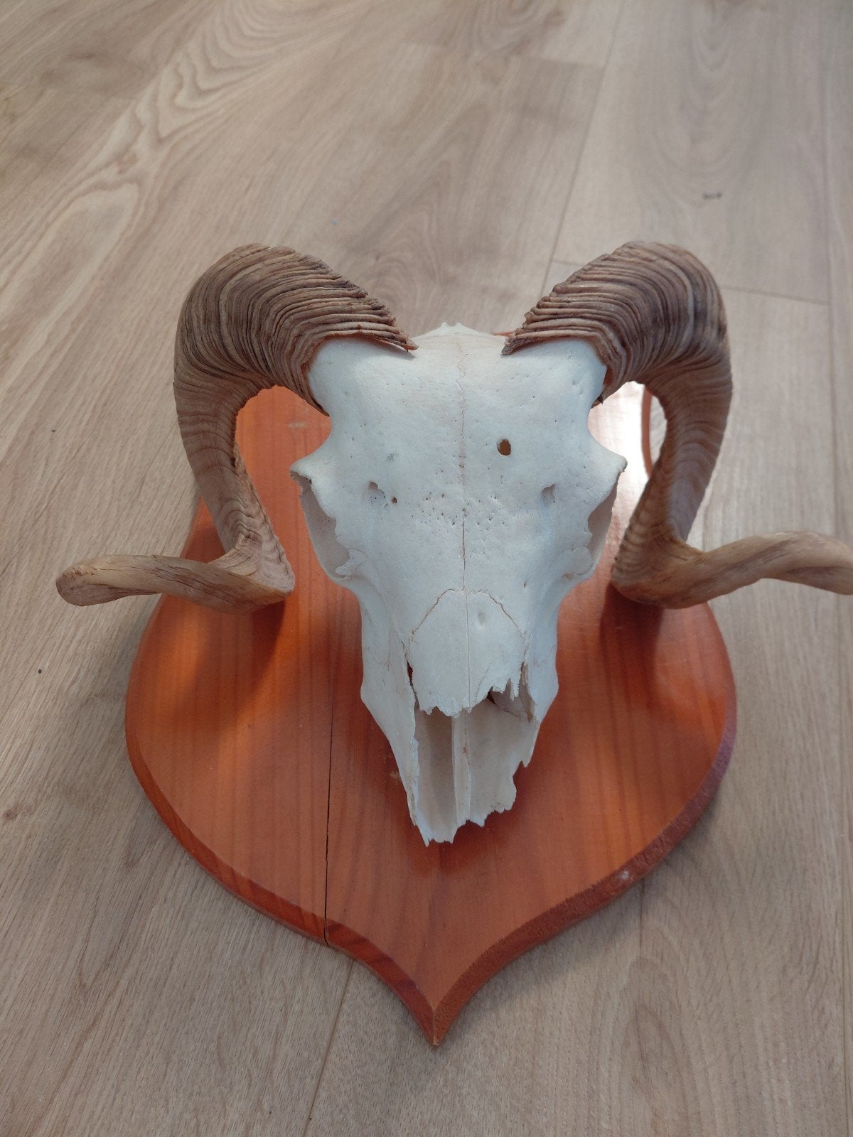 Ramsschedel met hoorns op houten schild, Ophalen of Verzenden, Zo goed als nieuw, Schedel