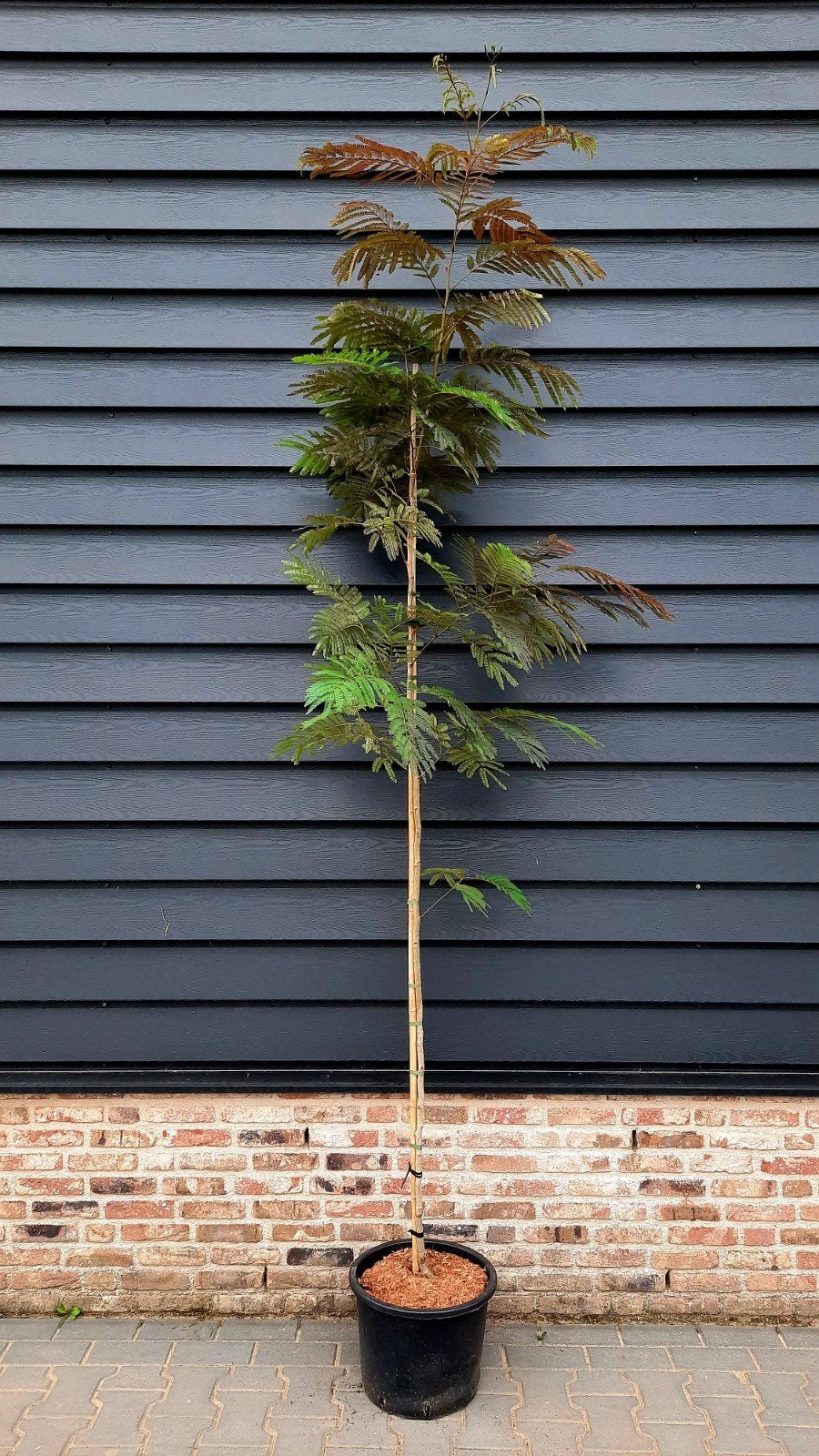 Albizia jullibrissin 'Summer Chocolate '🌺, Ophalen, Volle zon, Overige soorten