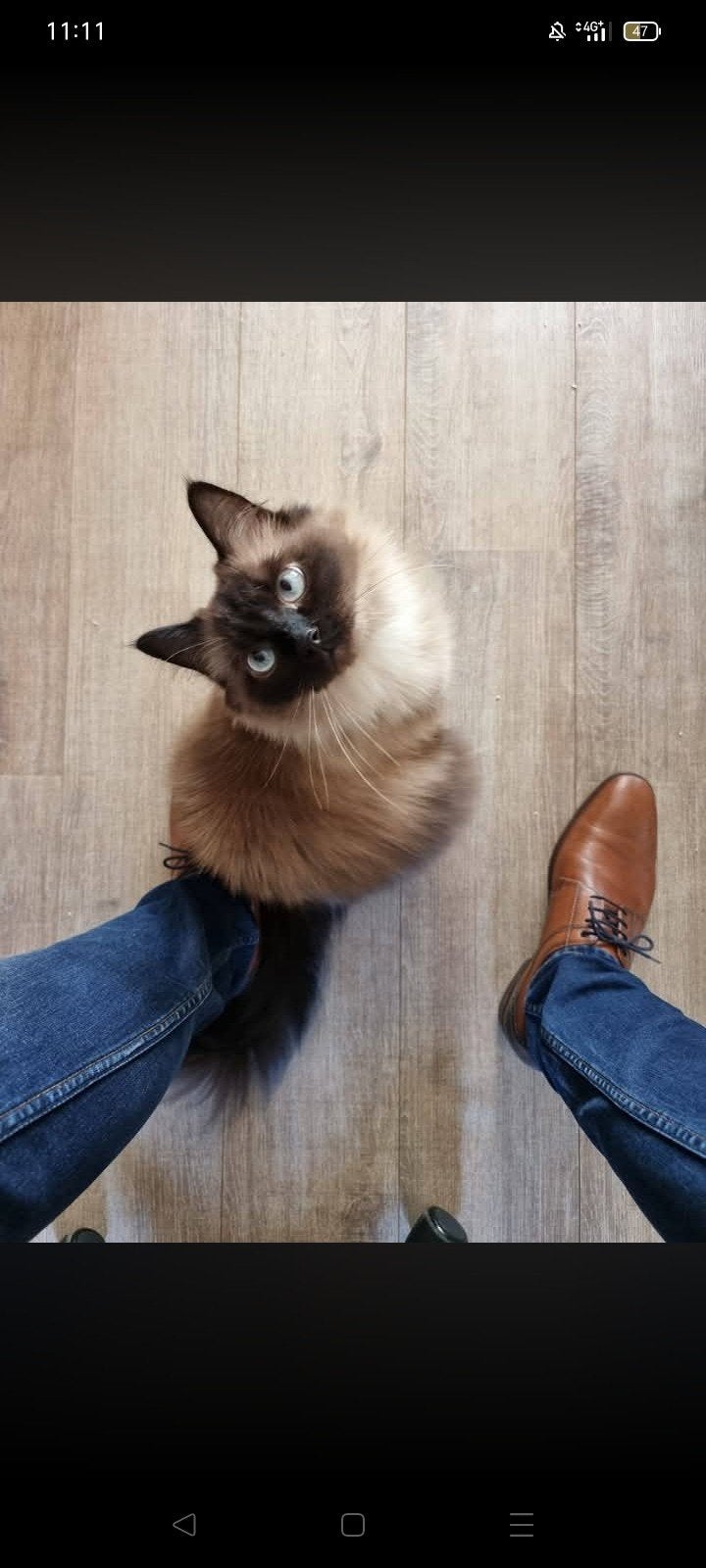 Lieve katten zoeken for ever home, Dieren en Toebehoren, Meerdere dieren, Gechipt, 6 jaar of ouder