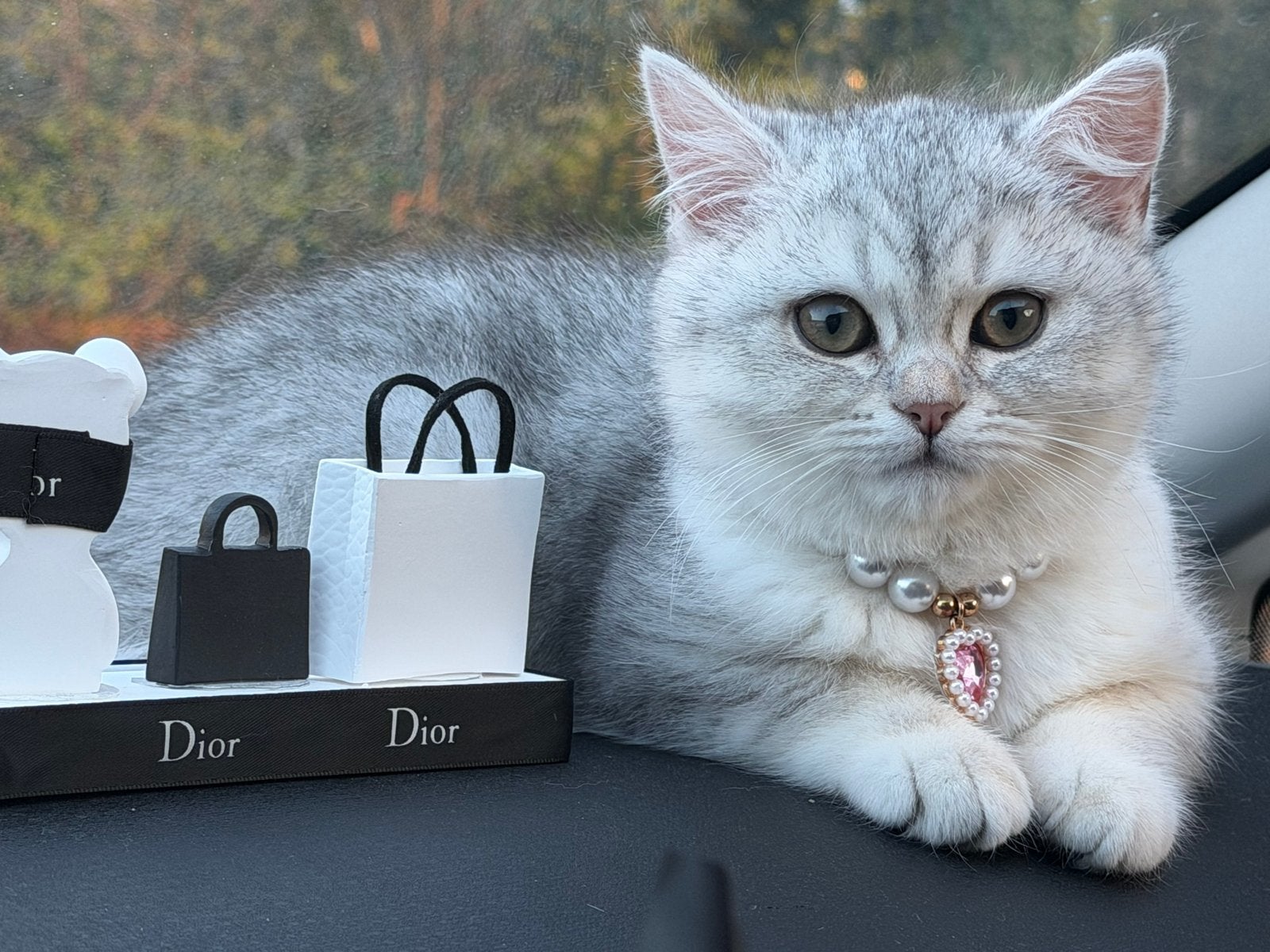 Brits korthaar, Poes, 0 tot 2 jaar