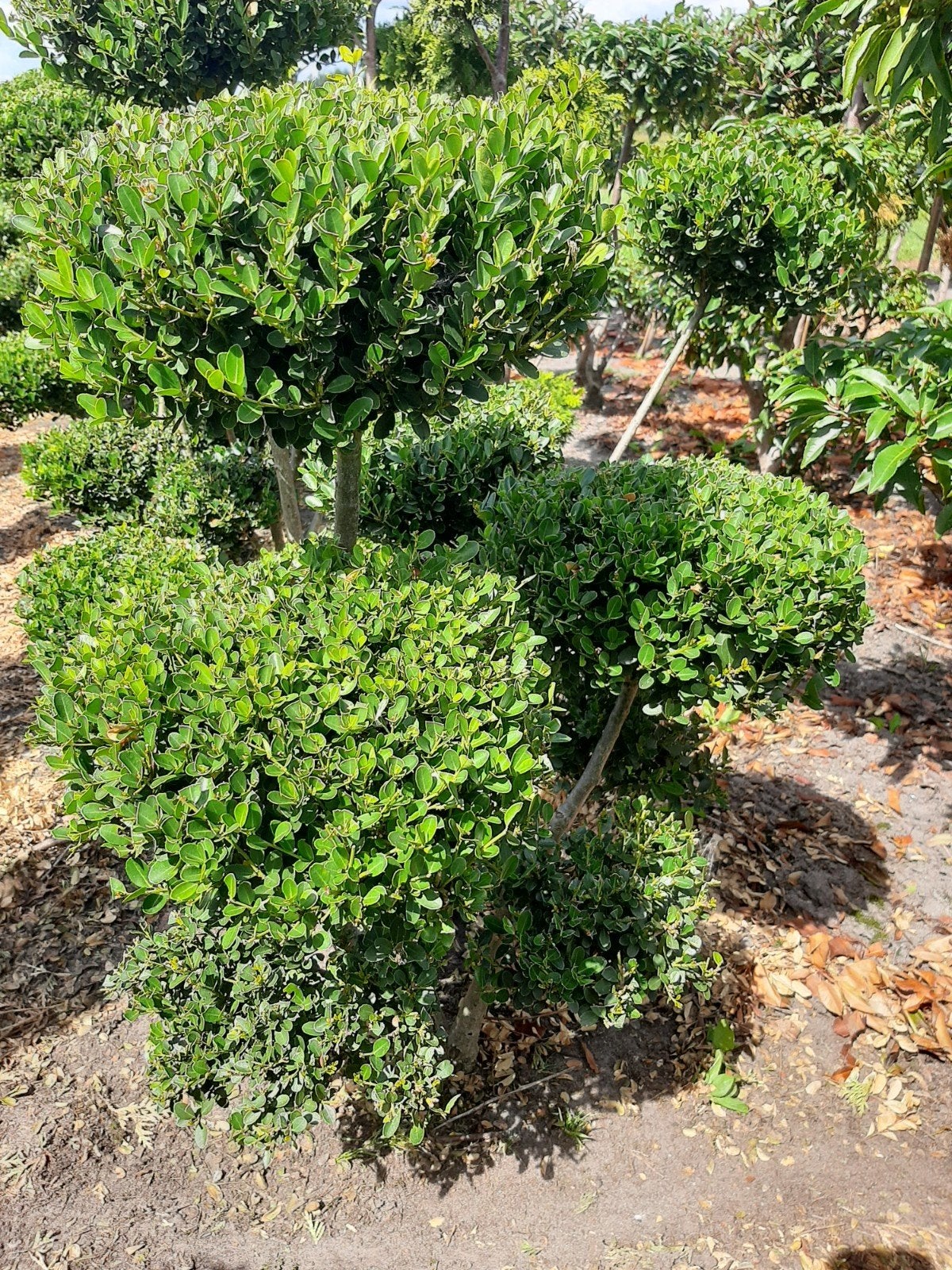 Ilex Crenata Green Hedge Pompon Tuinbonsai vanf €55, Ophalen, Bloeit niet, Halfschaduw, Overige soorten