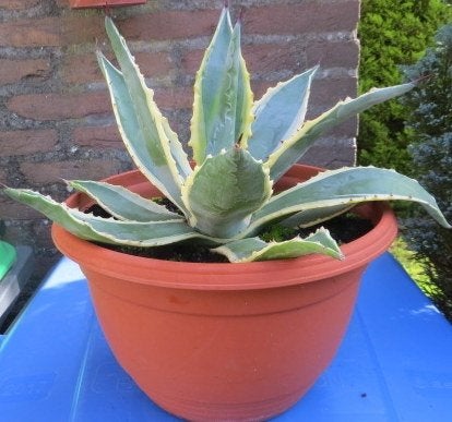 Agave Americana buiten plant  20,00 euro  ophalen, Tuin en Terras, Vaste plant, Bloeit niet, Halfschaduw, Ophalen