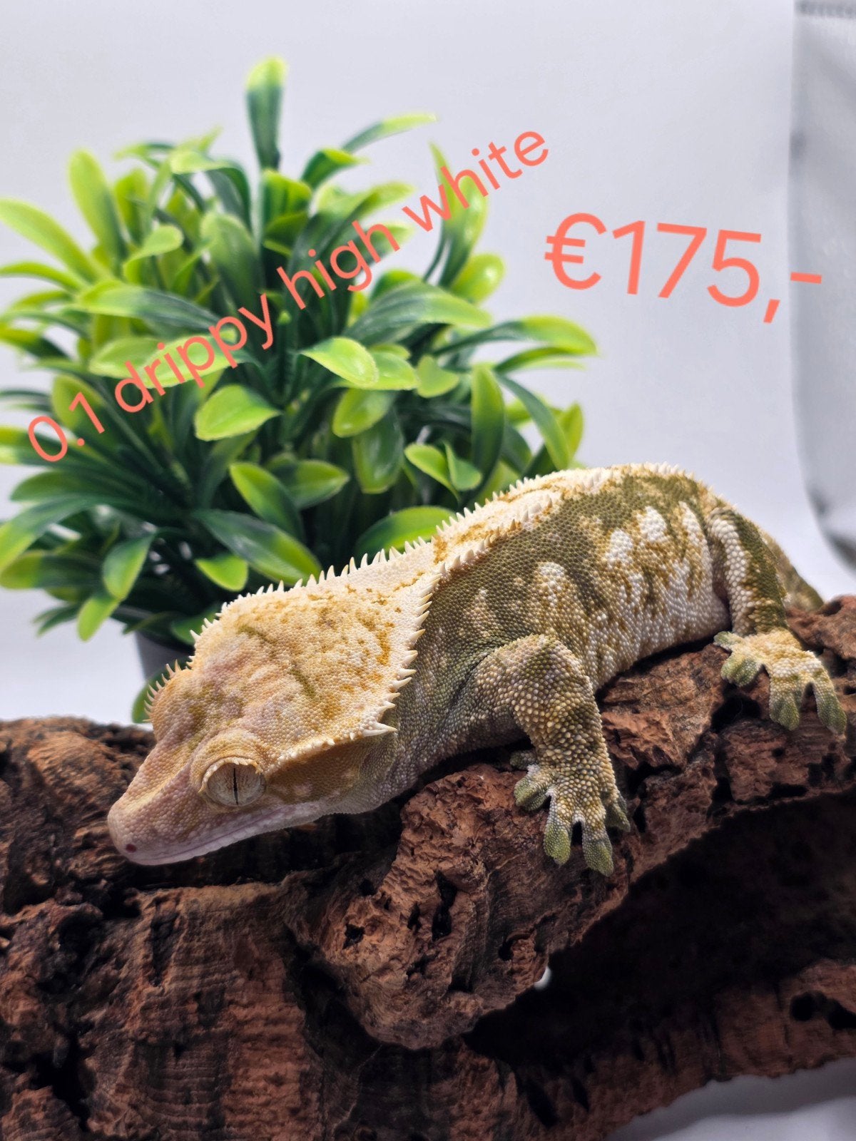 wimpergekko- crested gecko- Correlophus ciliatus Crested Gecko photo 2