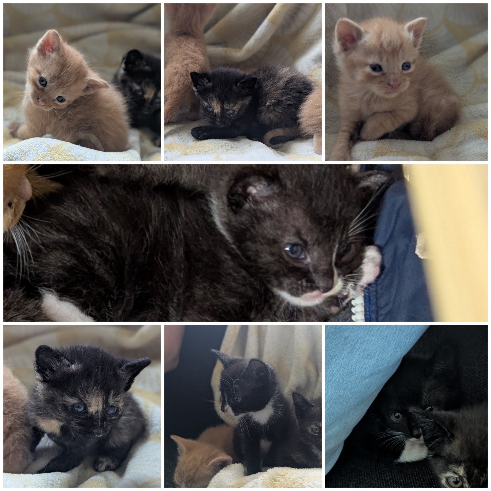 Lieve kittens, Meerdere dieren, Kortharig, 0 tot 2 jaar