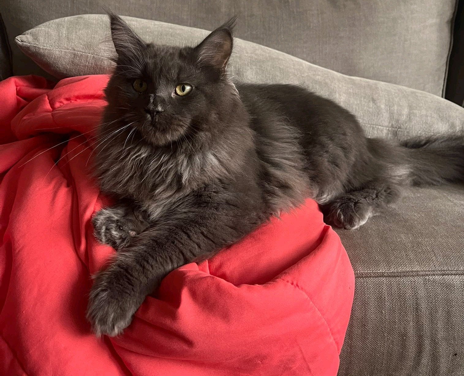 maine coon kittens, Kater, Gechipt, 0 tot 2 jaar