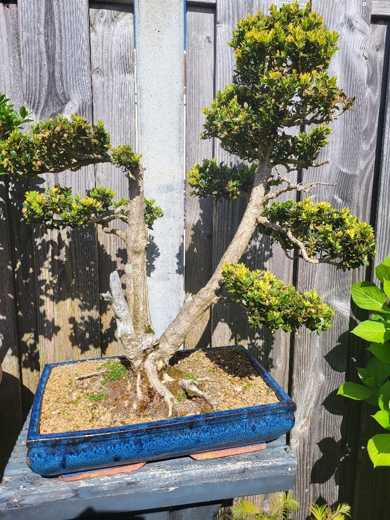Buxus sempervirens, Ophalen of Verzenden, Bloeit niet, Overige soorten, Volle zon