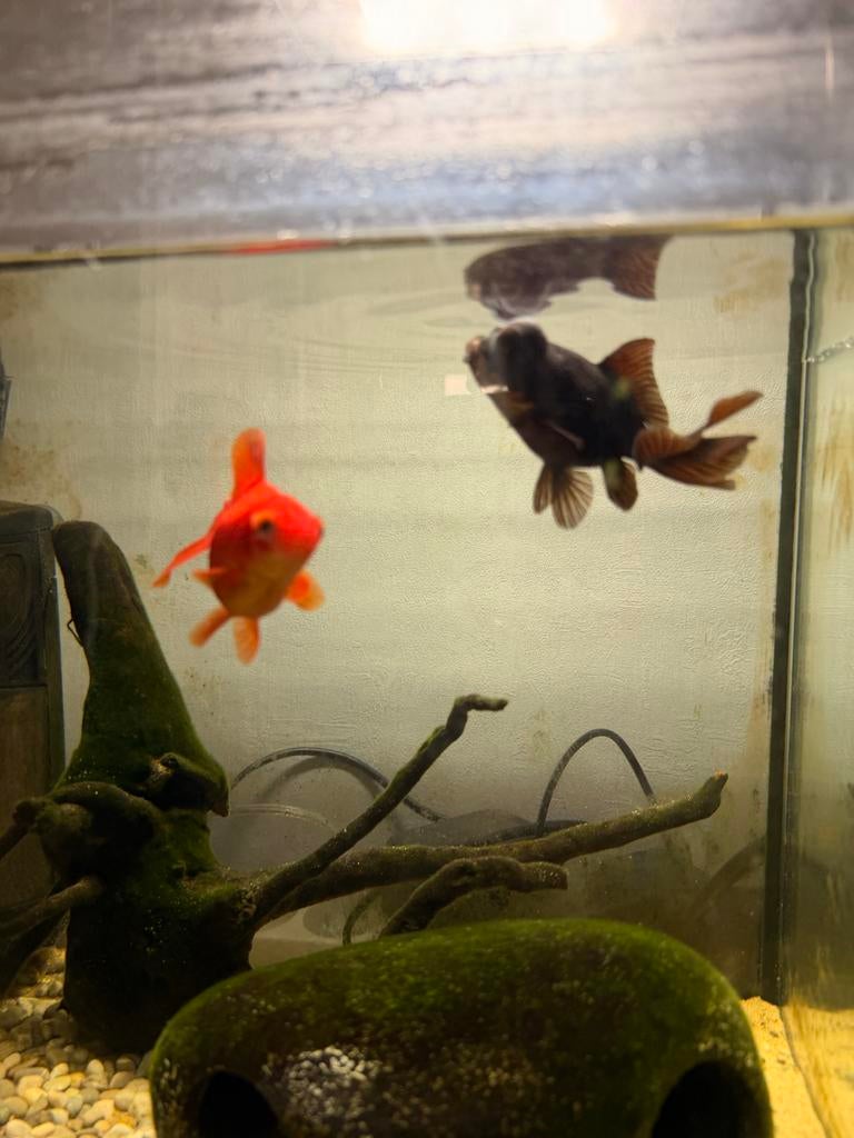 (Free) Aquarium + Vissen, Dieren en Toebehoren, Vis, Zoetwatervis