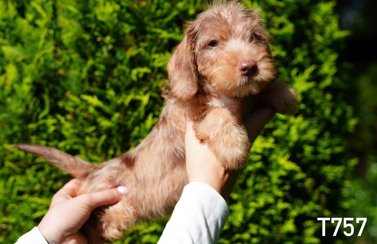 Langhaar x ruwhaar Teckel pups, Dieren en Toebehoren, Nederland, 8 tot 15 weken, CDV (hondenziekte), Dwerg