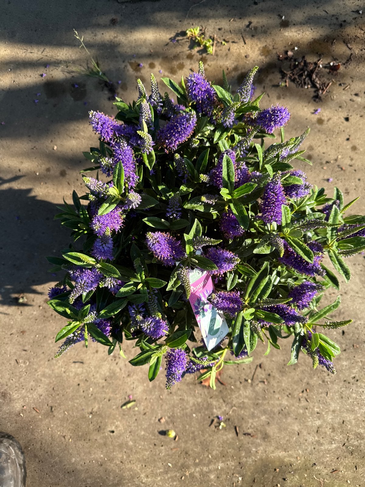 Hebe Addenda - Diverse maten en kleuren 17 en 23 cm pot, Volle zon, Vaste plant, Zomer, Ophalen